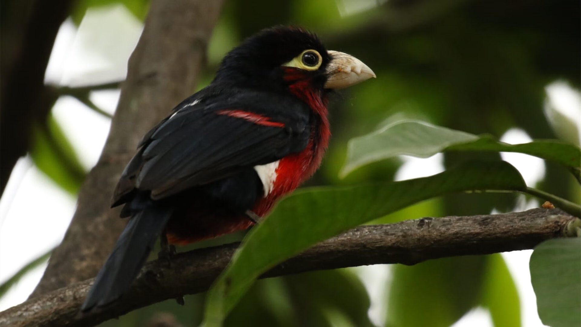 leyu.com-塞维利亚战绩稳定，争夺西甲欧洲资格