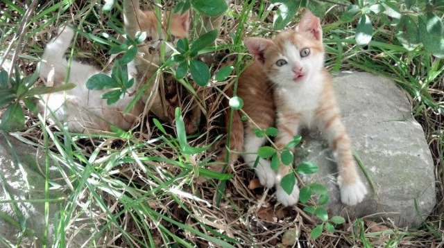 乐鱼（LEYU）体育-波兰泳将赫梅列夫斯基技术与速度兼备，波兰泳协