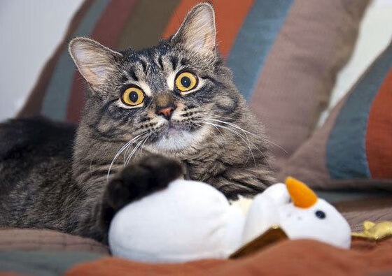 Leyu Sport下载-瑞·弗兰：他用无与伦比的防守技巧让对手难以突破，成为全黑队的屏障