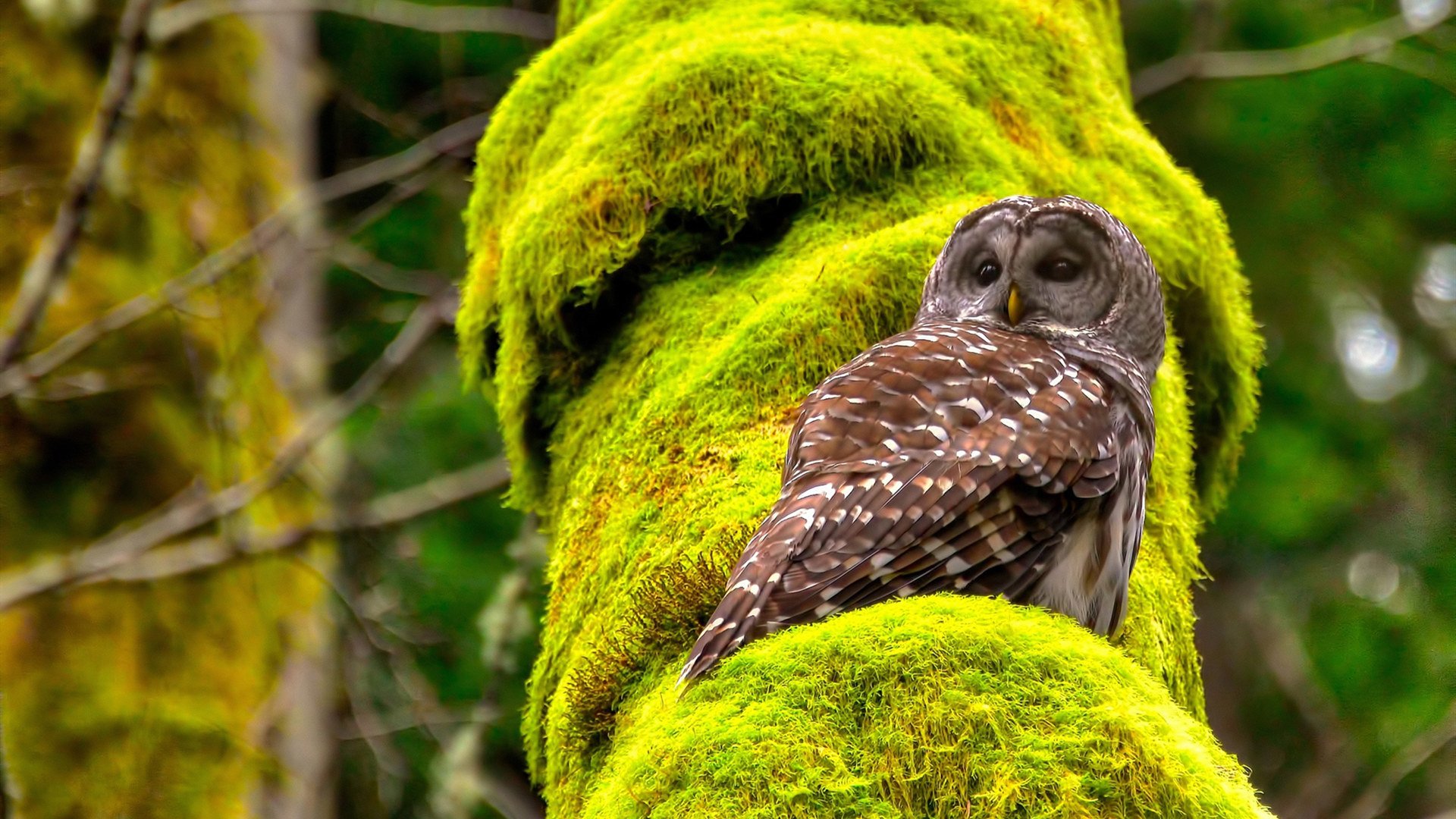 Leyu Sports (乐鱼体育)-美洲杯星光耀眼：明星战士点燃赛场！，美洲杯赛程2021颁奖